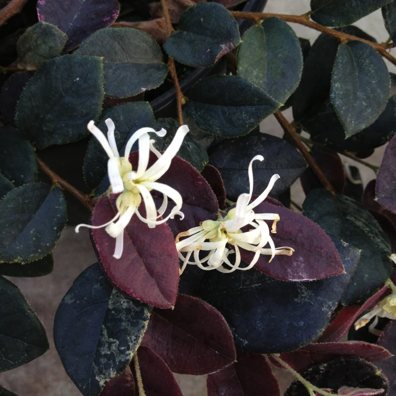 Jazz Hands Night Moves® Chinese Fringe-Flower - Image 2