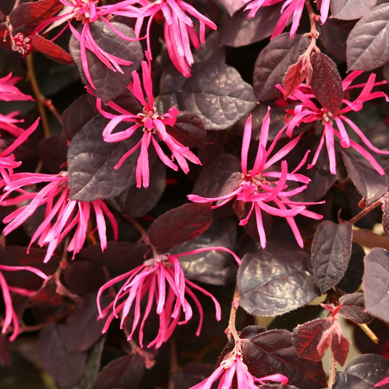 Jazz Hands® Pink Chinese Fringe-Flower (Loropetalum) - Image 2