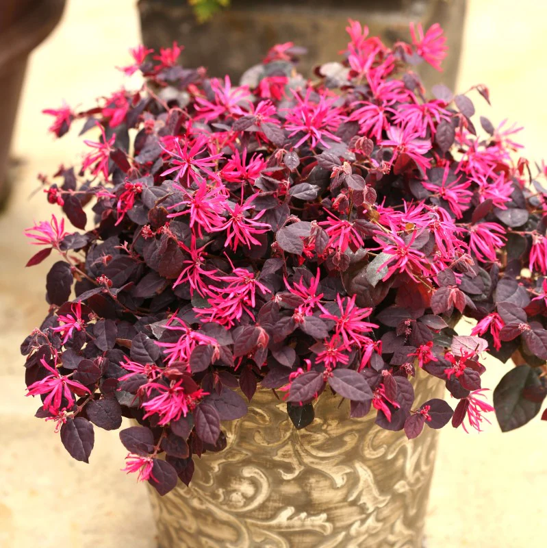Jazz Hands® Pink Chinese Fringe-Flower (Loropetalum) - Image 3