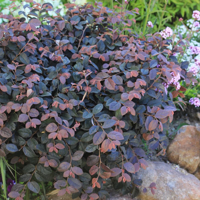 Jazz Hands® Pink Chinese Fringe-Flower (Loropetalum) - Image 4