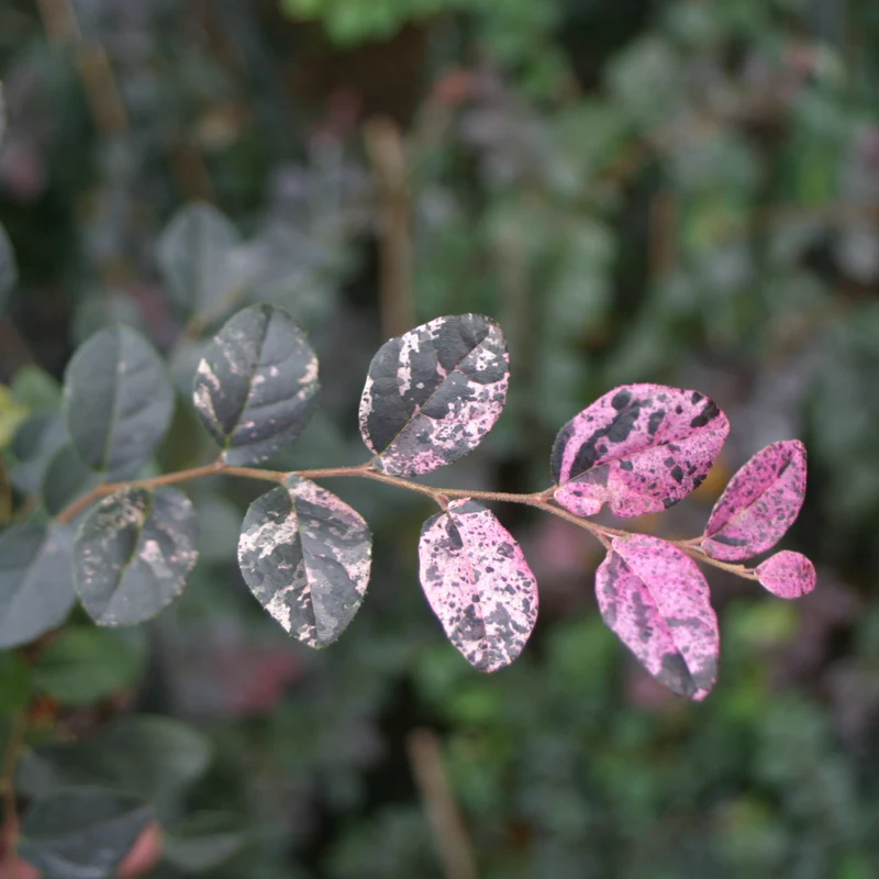 Jazz Hands Variegated® Chinese Fringe-Flower (Loropetalum) - Image 2