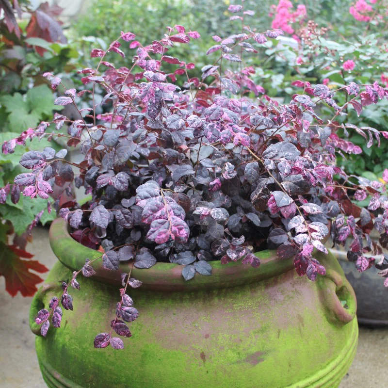 Jazz Hands Variegated® Chinese Fringe-Flower (Loropetalum) - Image 3