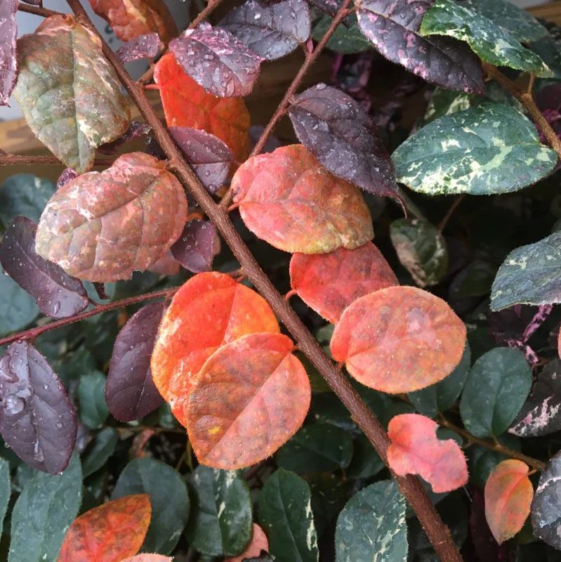 Jazz Hands Variegated® Chinese Fringe-Flower (Loropetalum) - Image 4