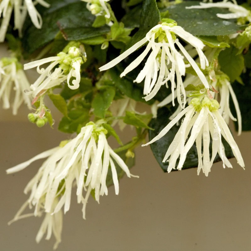 Jazz Hands® White Chinese Fringe-Flower (Loropetalum) - Image 2