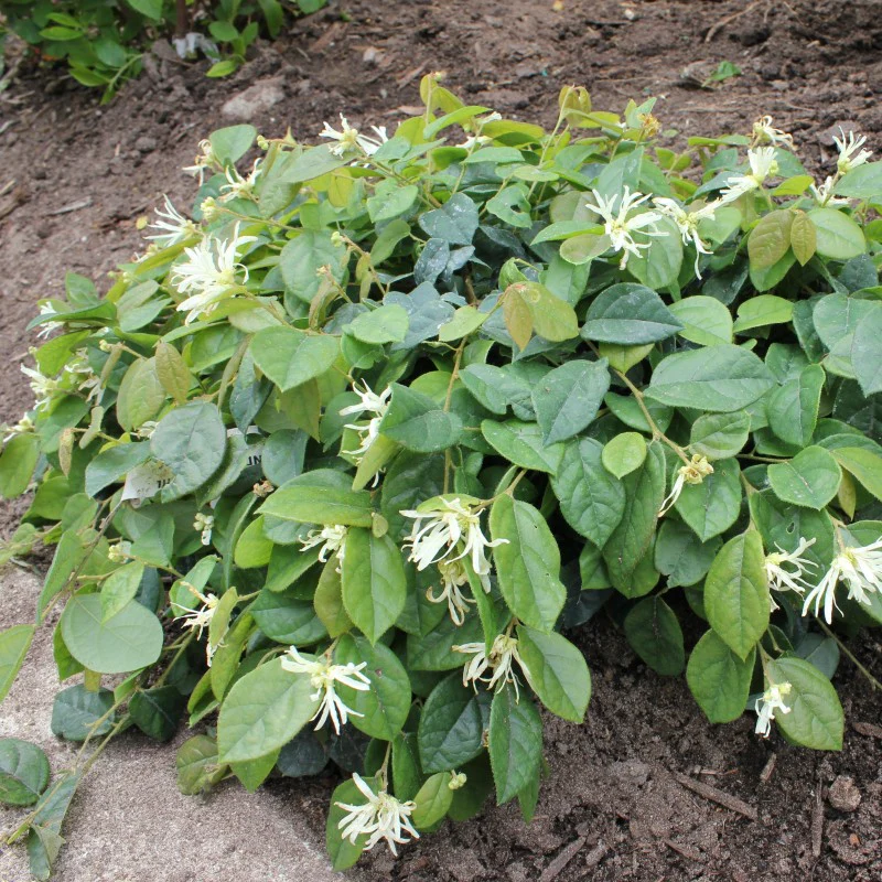 Jazz Hands® White Chinese Fringe-Flower (Loropetalum) - Image 3
