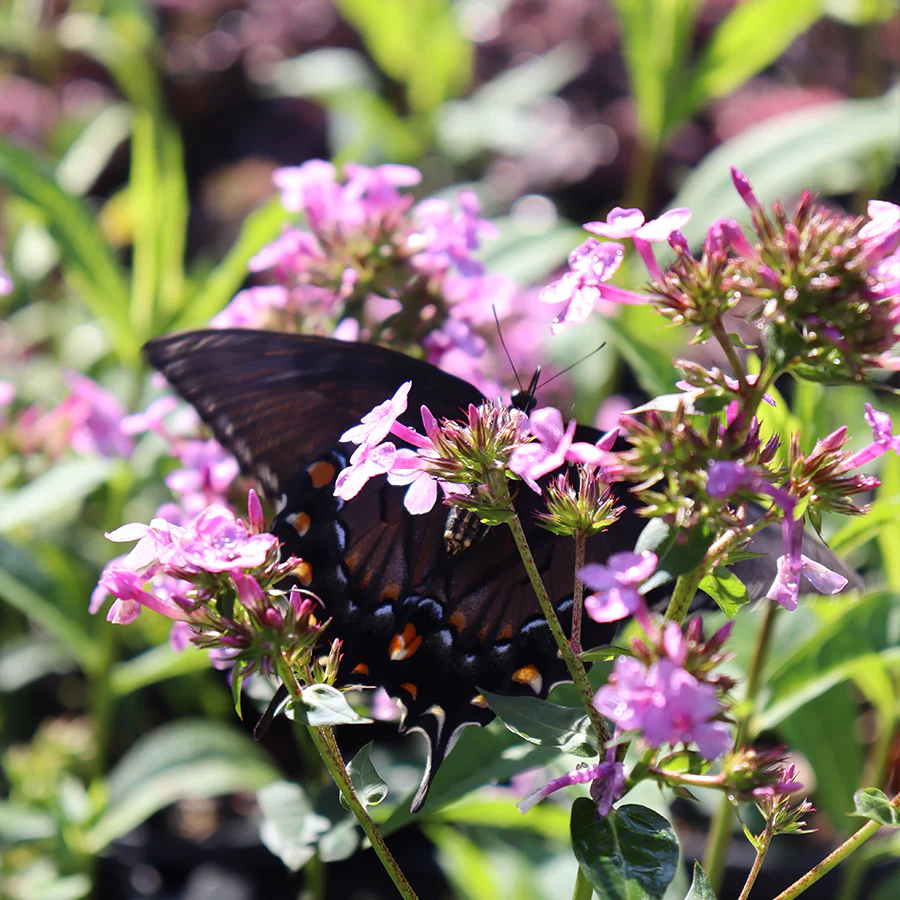 'Jeana' Tall Garden Phlox - Image 2