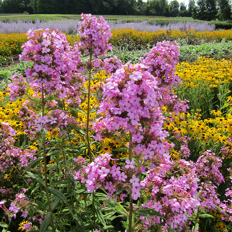 'Jeana' Tall Garden Phlox - Image 3