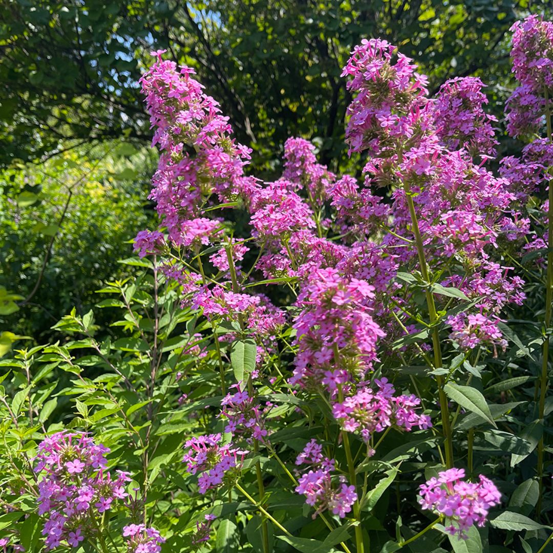 'Jeana' Tall Garden Phlox - Image 4