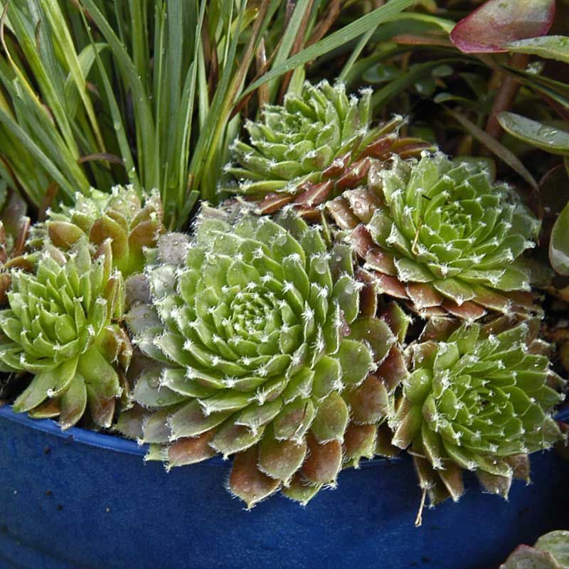 'Jeanne d'Arc' Hens & Chicks - Image 2
