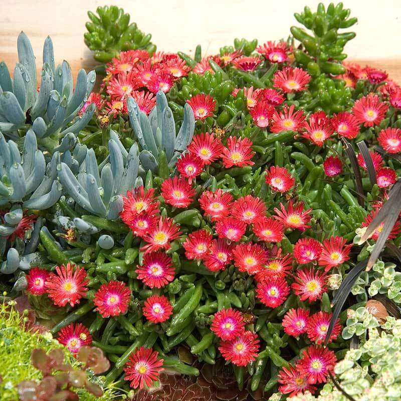 'Jewel Of Desert Garnet' Ice Plant - Image 2
