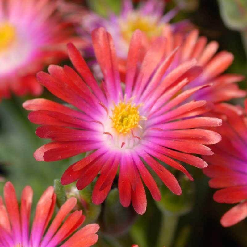 'Jewel Of Desert Garnet' Ice Plant - Image 4