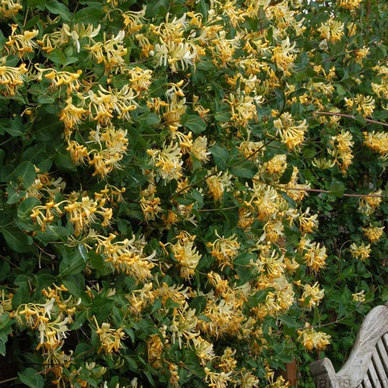 'John Clayton' Honeysuckle Vine - Image 2