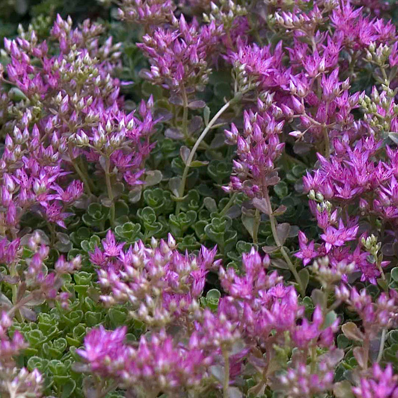'John Creech' Stonecrop (Sedum) - Image 2