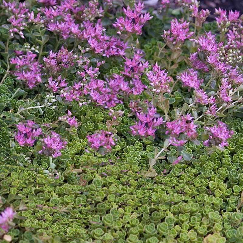 'John Creech' Stonecrop (Sedum) - Image 3