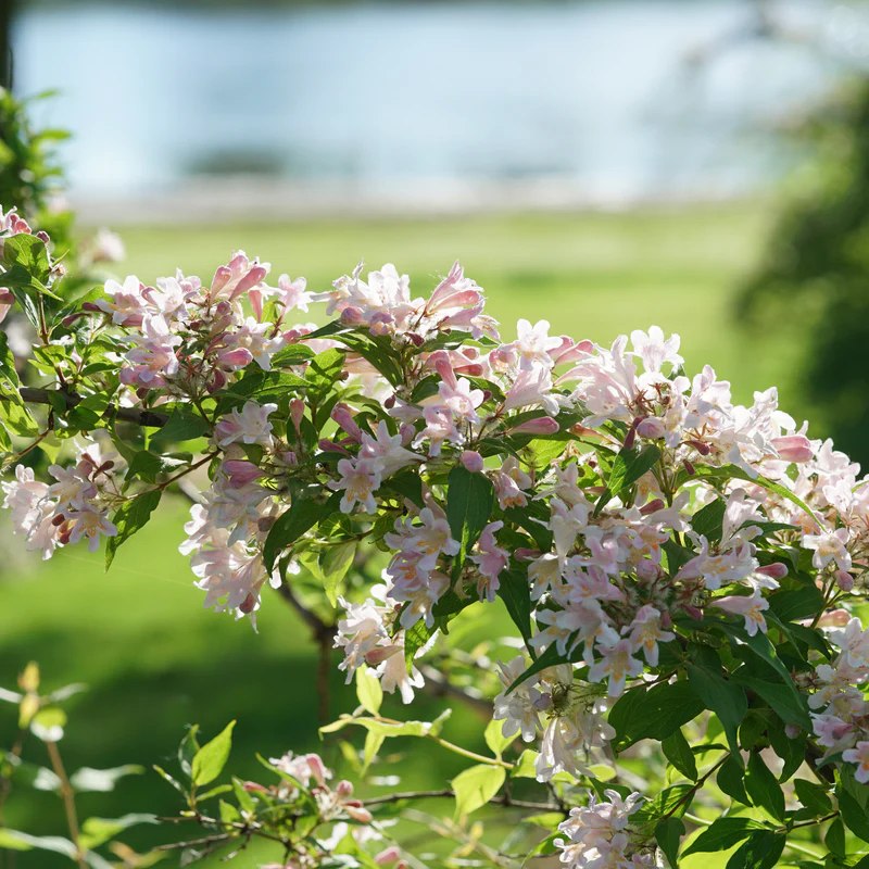 Jolene Jolene⢠Beautybush (Kolkwitzia)