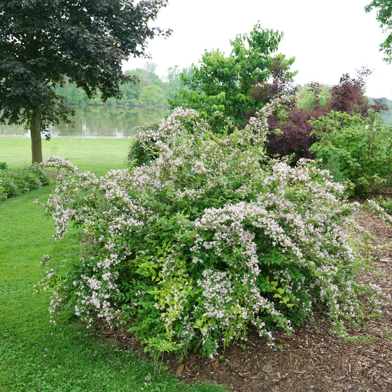 Jolene Jolene⢠Beautybush (Kolkwitzia) - Image 2