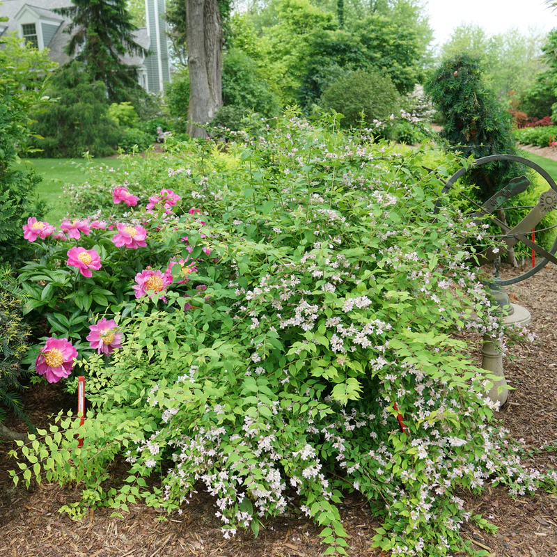 Jolene Jolene⢠Beautybush (Kolkwitzia) - Image 3