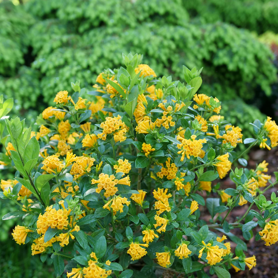 Juiced® Orange Jessamine (Cestrum) - Image 2