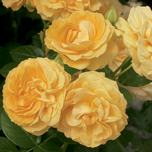 Julia Child™ Rose - Image 2