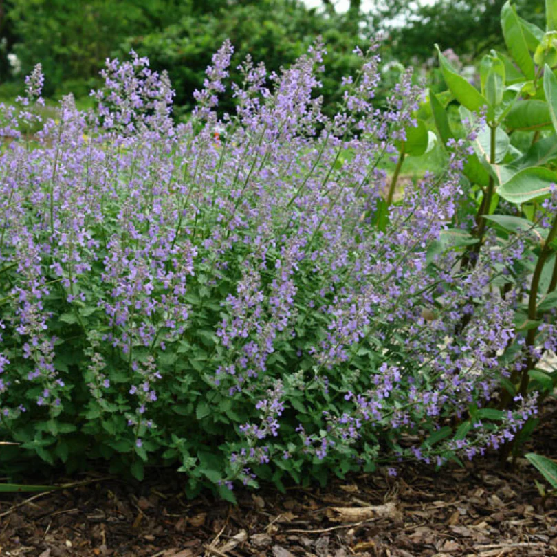 Junior Walker™ Catmint (Nepeta) - Image 2