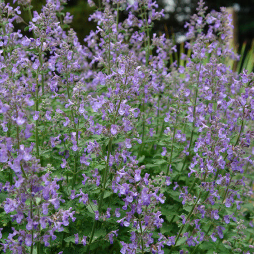 Junior Walker™ Catmint (Nepeta) - Image 3