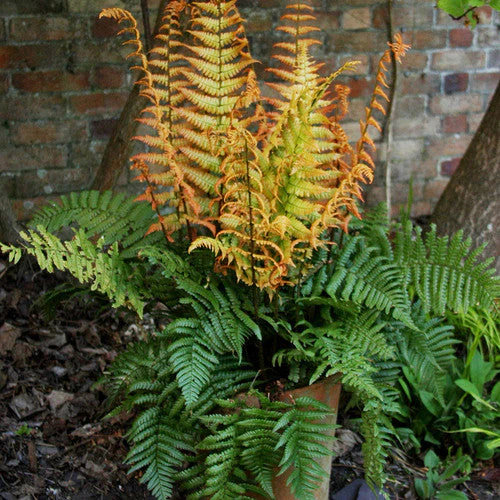 'Jurassic Gold' Wood Fern (Dryopteris) - Image 2