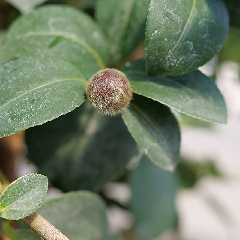 Just Chill™ Double Mauve Camellia - Image 3