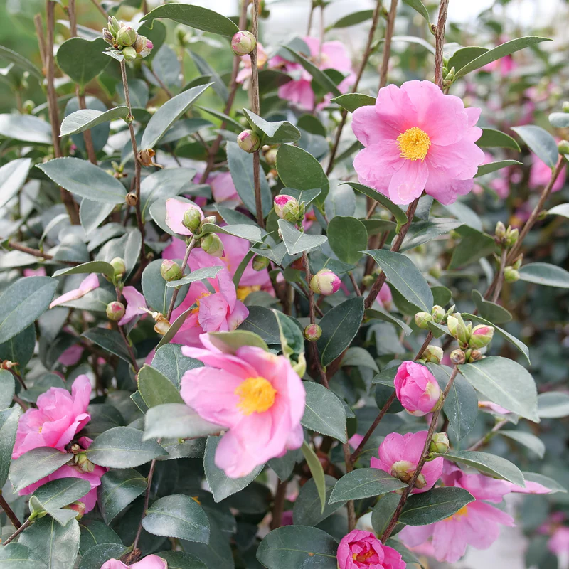 Just Chill™ Double Mauve Camellia - Image 4