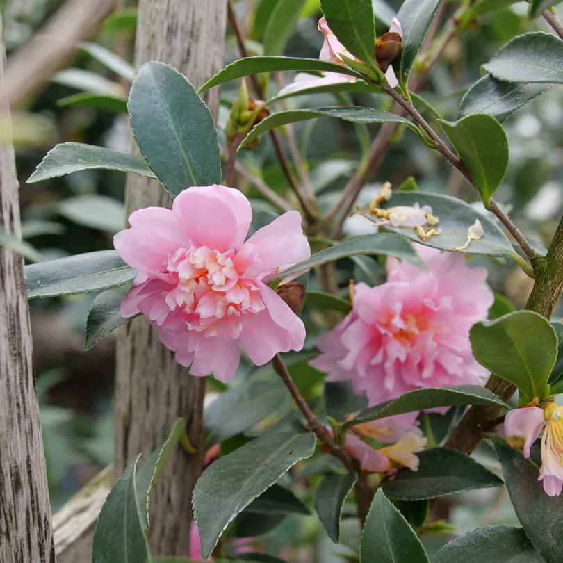 Just Chill™ Double Pink Camellia - Image 2