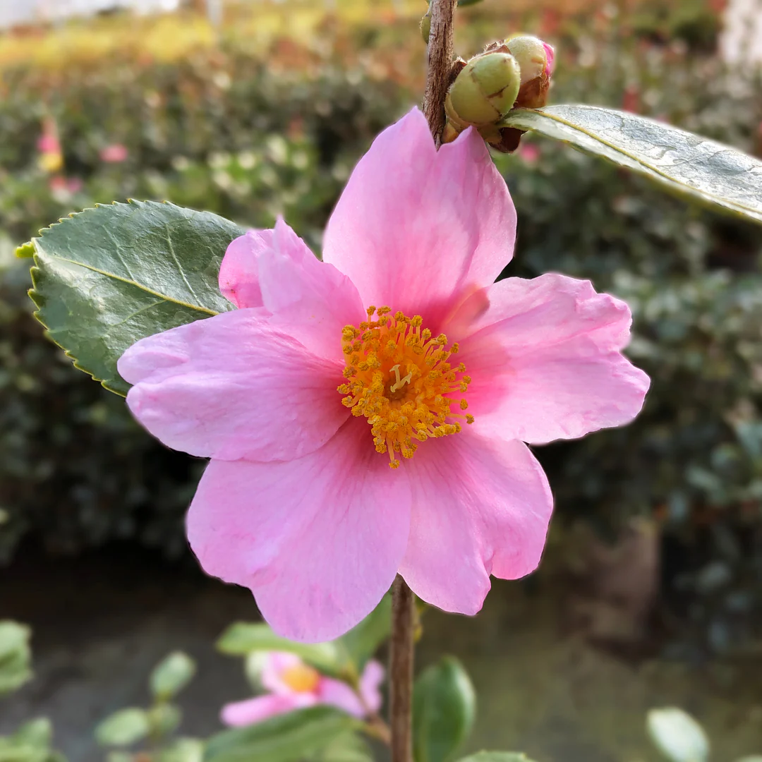 Just Chill Red Tip™ Camellia - Image 2