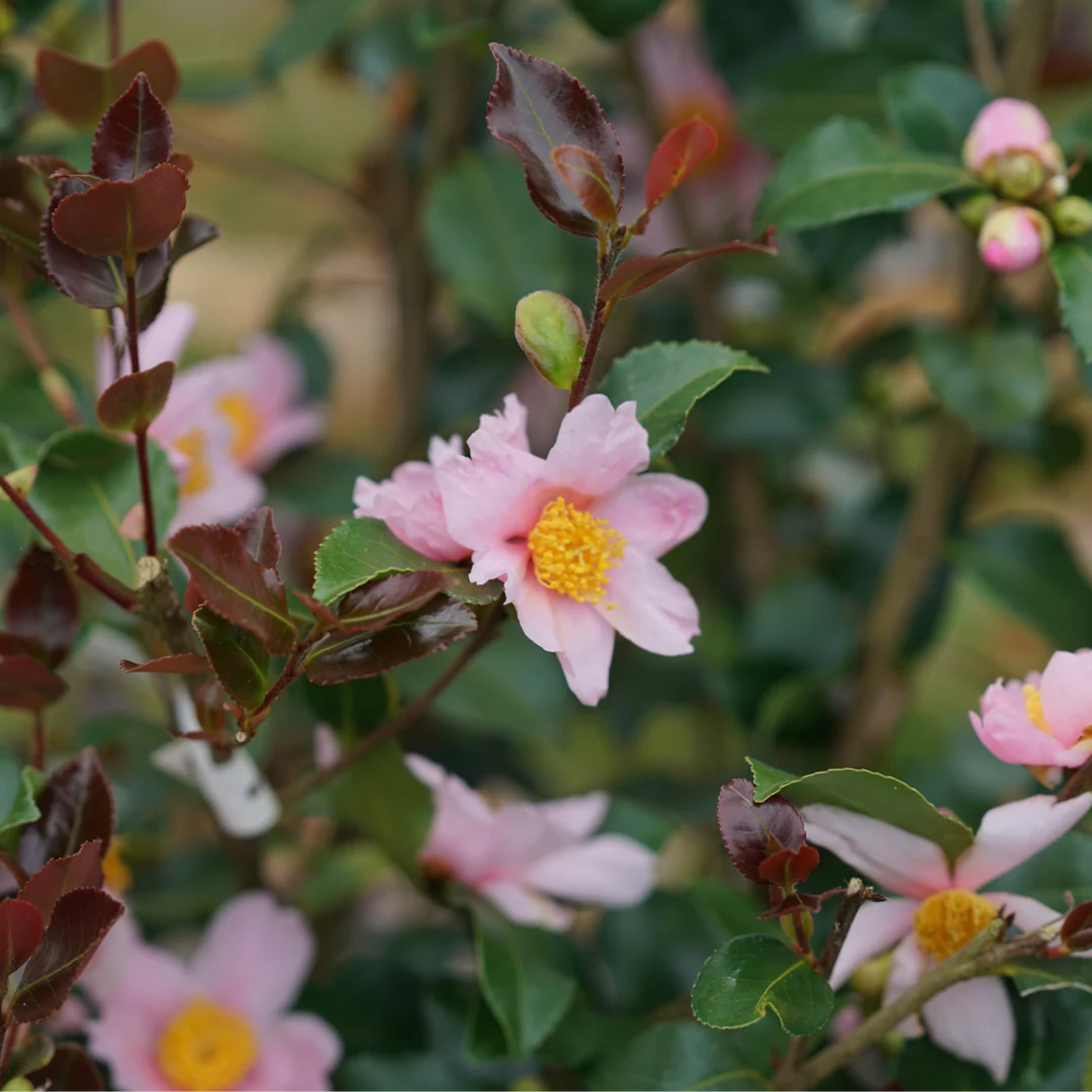 Just Chill Red Tip™ Camellia - Image 3