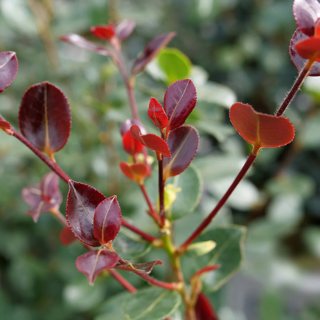 Just Chill Red Tip™ Camellia - Image 4