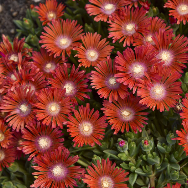 Kaleidoscope⢠'Dancing Embers' Ice Plant (Delosperma)