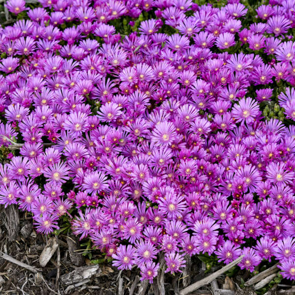 Kaleidoscope™ 'Orchid Flash' Ice Plant (Delosperma) - Image 3