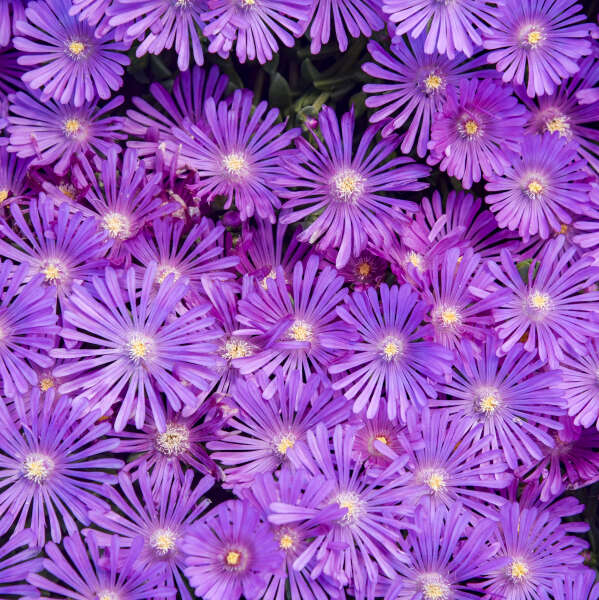 Kaleidoscope™ 'Orchid Flash' Ice Plant (Delosperma) - Image 4