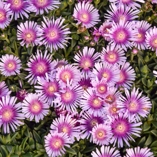 Kaleidoscope™ 'Pink Radiance' Ice Plant (Delosperma) - Image 2