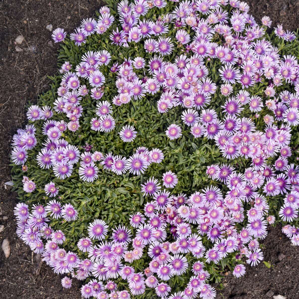 Kaleidoscope™ 'Pink Radiance' Ice Plant (Delosperma) - Image 3