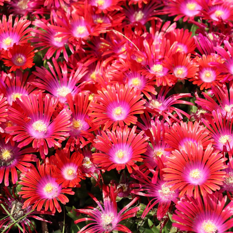 Kaleidoscope⢠'Razzle Dazzle' Ice Plant (Delosperma)