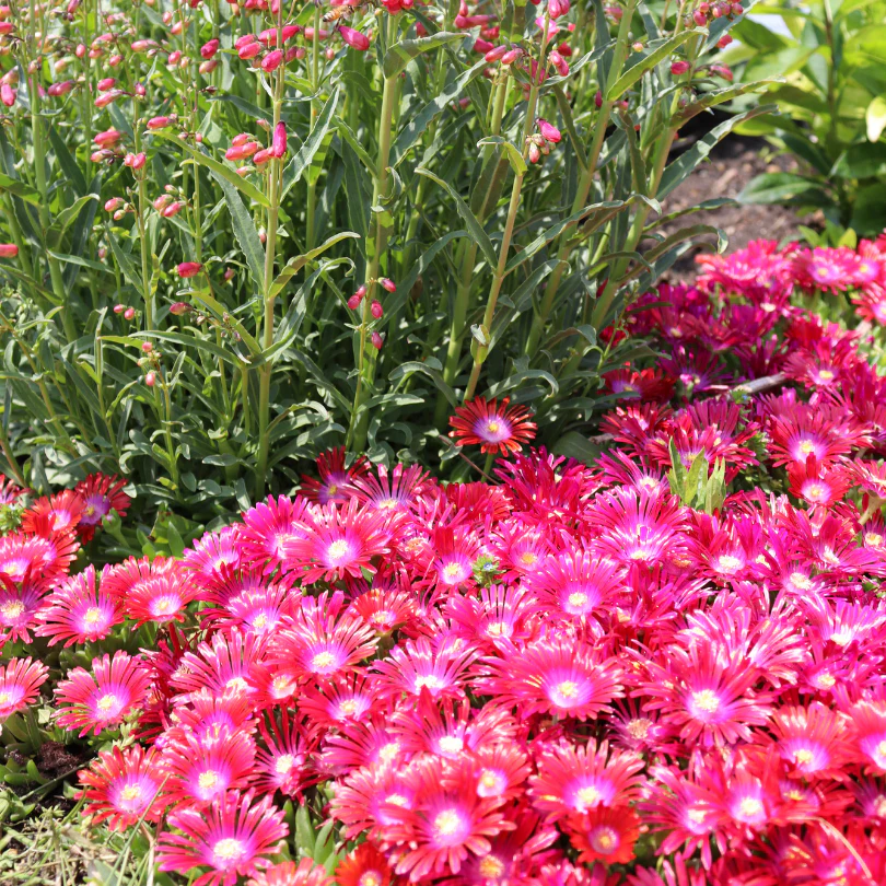 Kaleidoscope⢠'Razzle Dazzle' Ice Plant (Delosperma) - Image 2