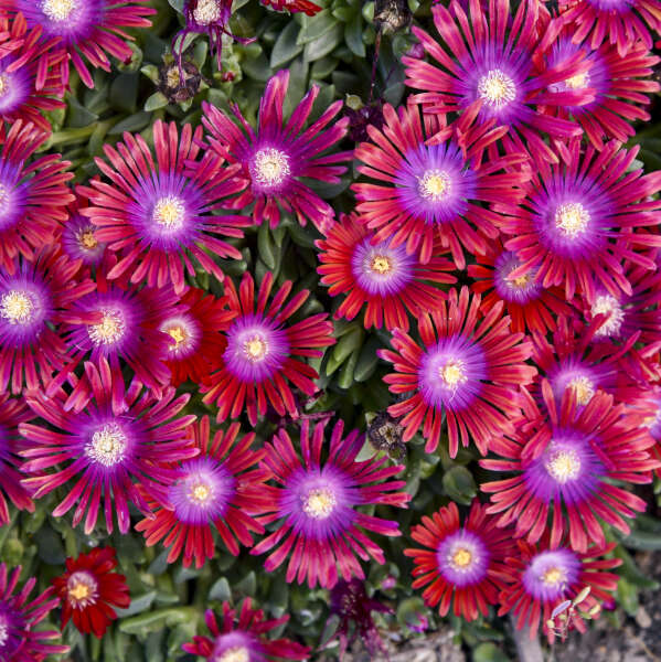 Kaleidoscope⢠'Razzle Dazzle' Ice Plant (Delosperma) - Image 3