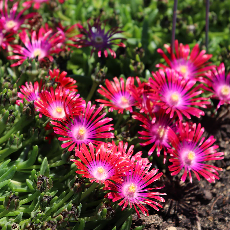 Kaleidoscope⢠'Razzle Dazzle' Ice Plant (Delosperma) - Image 4