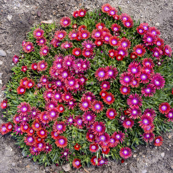 Kaleidoscope⢠'Razzle Dazzle' Ice Plant (Delosperma) - Image 5