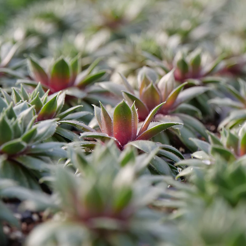 'Kalinda' Hens & Chicks - Image 2