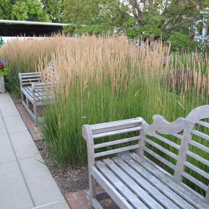 'Karl Foerster' Feather Reed Grass (Calamagrostis) - Image 4