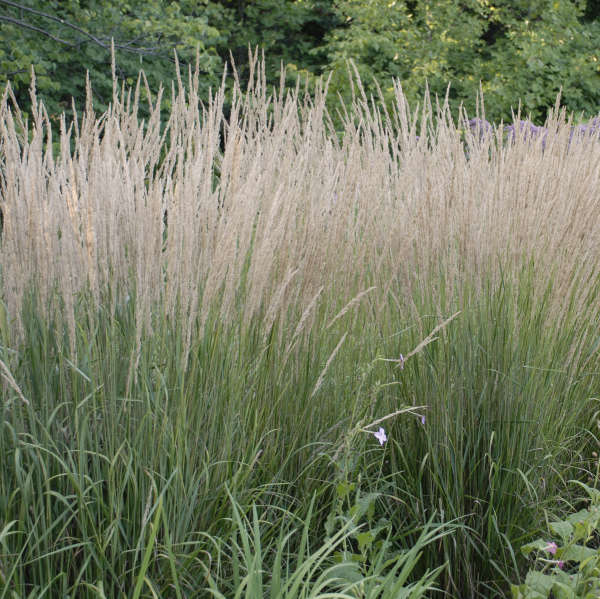 'Karl Foerster' Feather Reed Grass (Calamagrostis) - Image 5