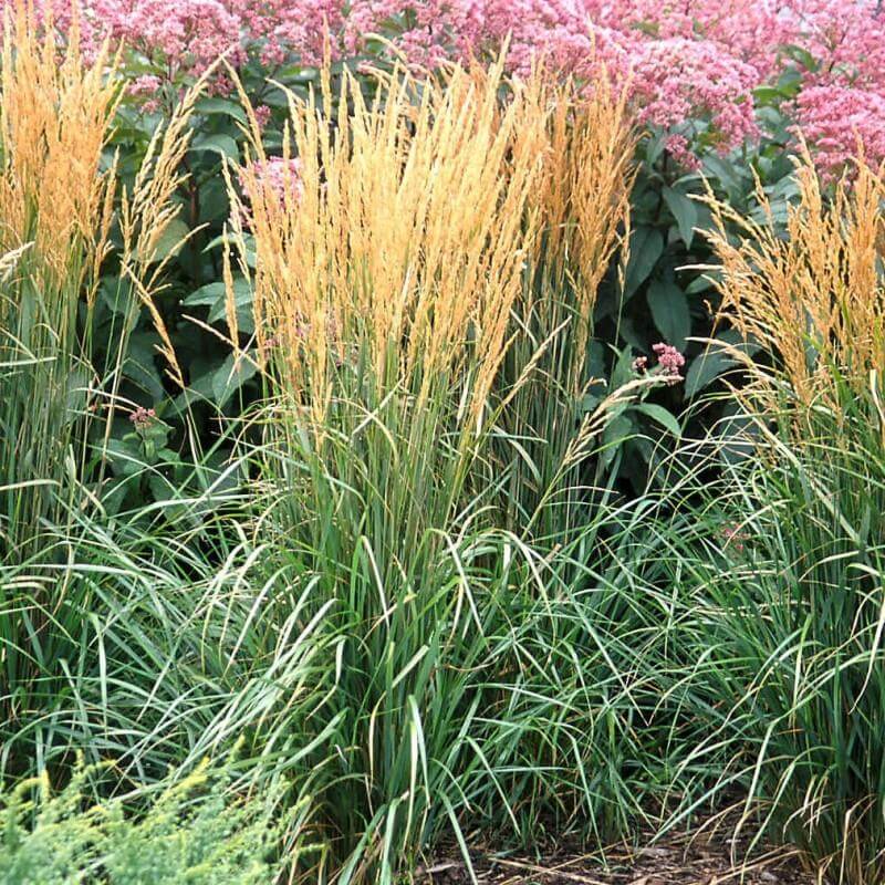 'Karl Foerster' Feather Reed Grass (Calamagrostis) - Image 6