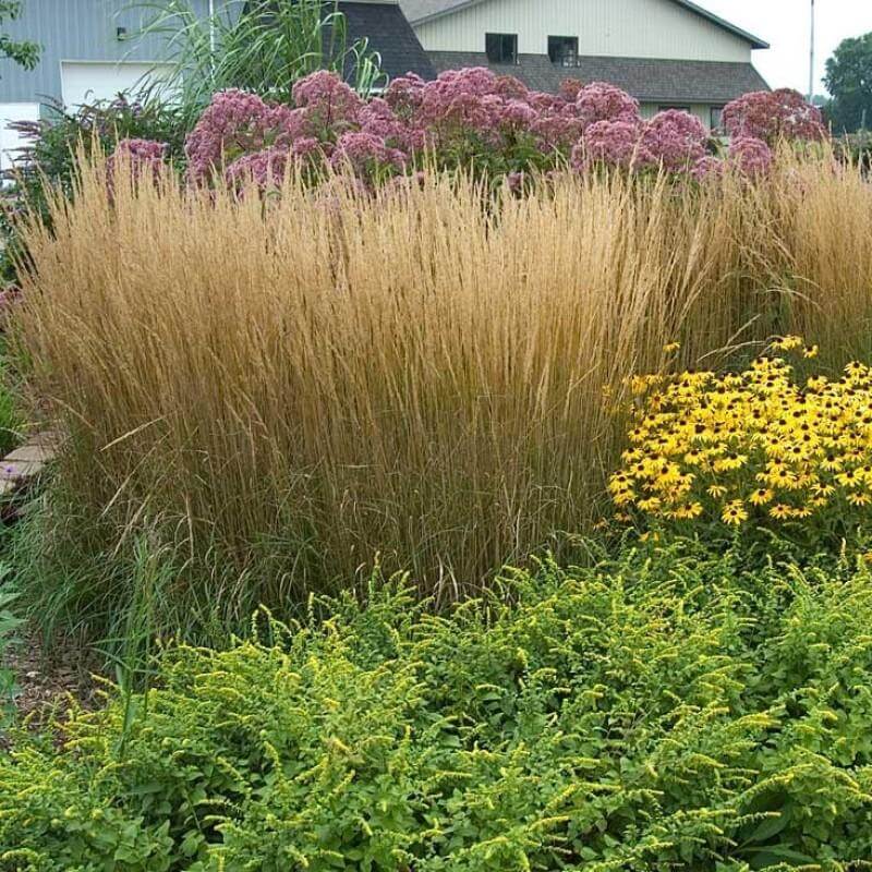 'Karl Foerster' Feather Reed Grass (Calamagrostis) - Image 7