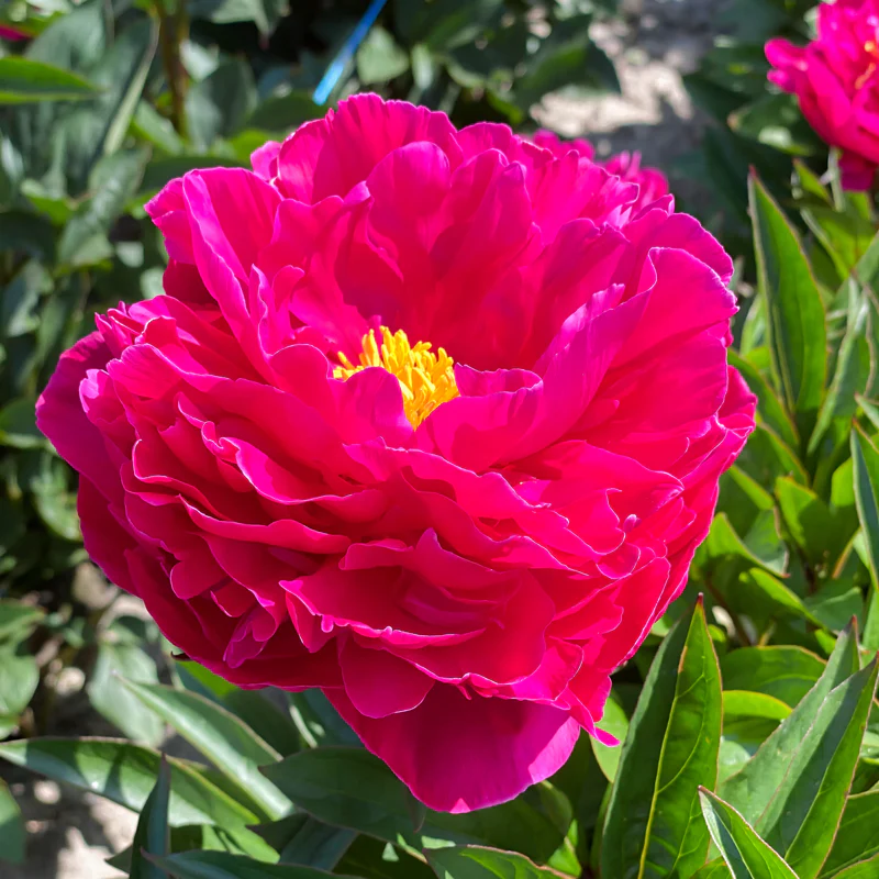 'Karl Rosenfield' Peony (Paeonia)