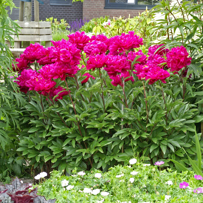 'Karl Rosenfield' Peony (Paeonia) - Image 2