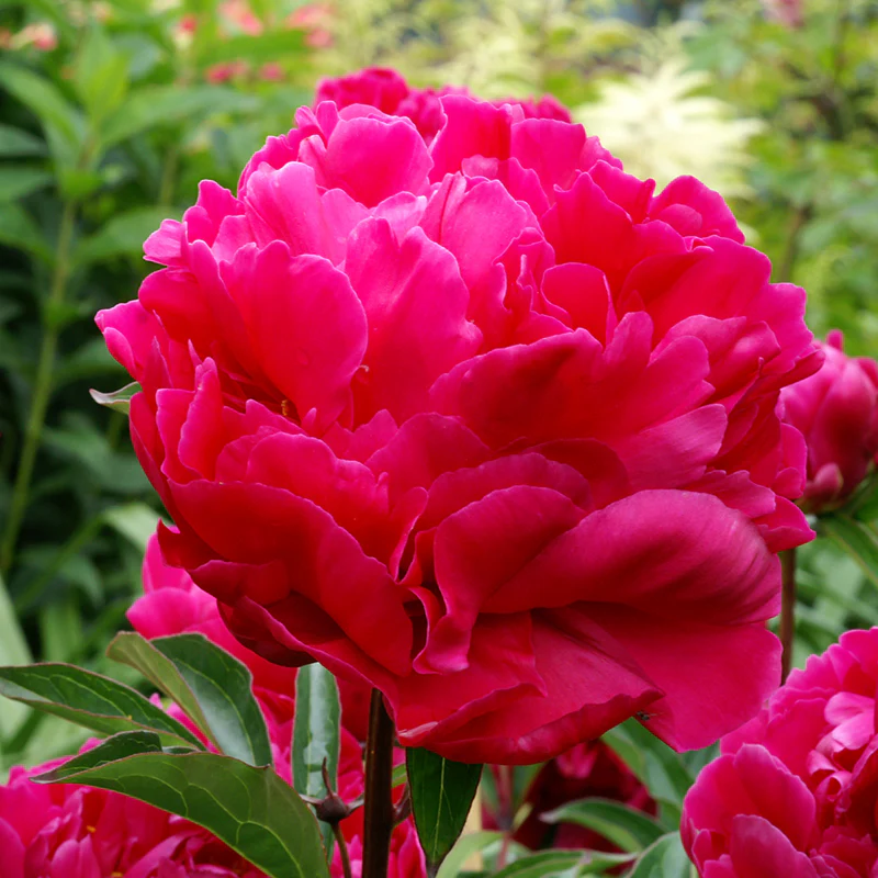 'Karl Rosenfield' Peony (Paeonia) - Image 3